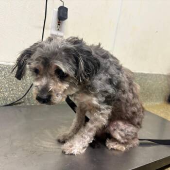 IVHS-Stray-139436 -  Terrier Dog for Adoption in San Gabriel, California - IVHS-Stray-139436 | PetCurious