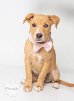 Coco Chanel -  Labrador Retriever Dog for Adoption in Tuscaloosa, Alabama - Coco Chanel | PetCurious