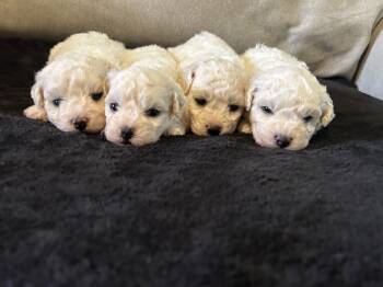 Bichon Frise Dogs Available for Sale in Thibodaux, Louisiana - Bichon Frise | PetCurious