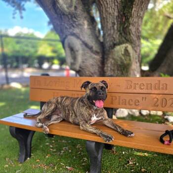 Juliet -  Mixed Breed Dog for Adoption in Port Charlotte, Florida - Juliet | PetCurious