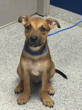 A187108 -  Black Mouth Cur and Mixed Breed Dog for Adoption in Pasadena, Texas - A187108 | PetCurious