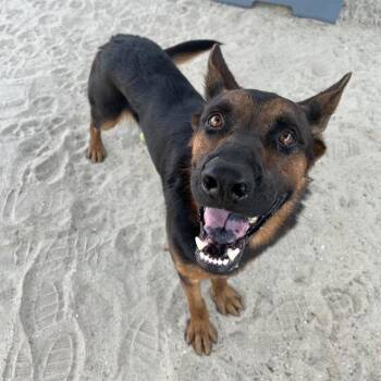 Rescue German Shepherd Dog Dogs for Adoption in Thousand Palms, California - TIMMY | PetCurious