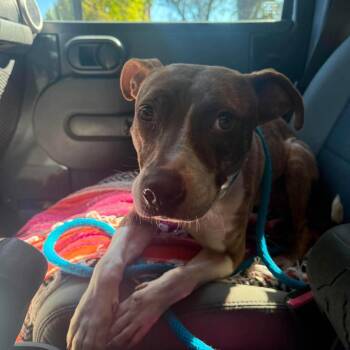 CleoPatricia -  American Foxhound and Mixed Breed Dog for Adoption in Savannah, Georgia - CleoPatricia | PetCurious