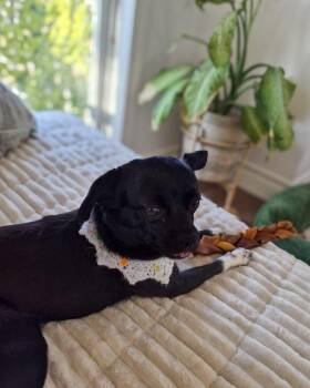 Pug and Chihuahua Dogs Available for Adoption - Jazz | PetCurious