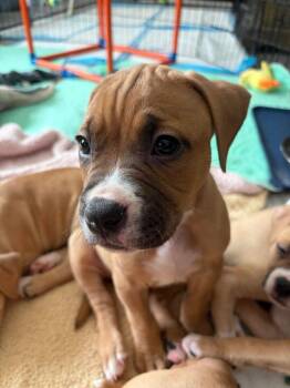 American Staffordshire Terrier and Boxer Dogs Available for Adoption in Sayreville, New Jersey - Breezy | PetCurious