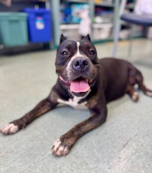 Lux -  Pit Bull Terrier Dog for Adoption in Danielsville, Georgia - Lux | PetCurious