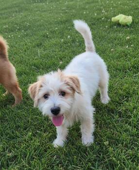 Havanese and Chinese Crested Dog Dogs Available for Adoption in Hawthorne, California - Coty | PetCurious