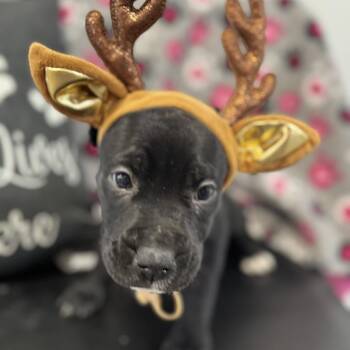 Mixed Breed Dogs Available for Adoption - Blitzen | PetCurious