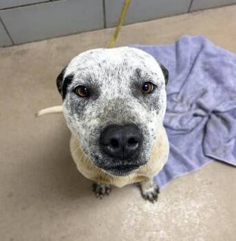 Mixed Breed Dogs Available for Adoption - Blooper | PetCurious