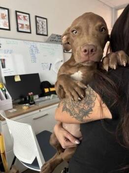 Empanada -  Pit Bull Terrier and Mixed Breed Dog for Adoption in Fresno, California - Empanada | PetCurious