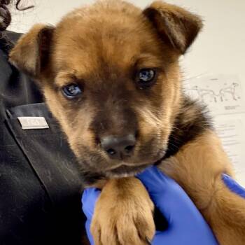 Rescue Rottweiler and Mixed Breed Dogs for Adoption in Los Angeles, California - Umi - A2245530 | PetCurious