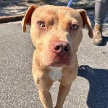 Mike -  Pit Bull Terrier and Mixed Breed Dog for Adoption in Newport, North Carolina - Mike | PetCurious