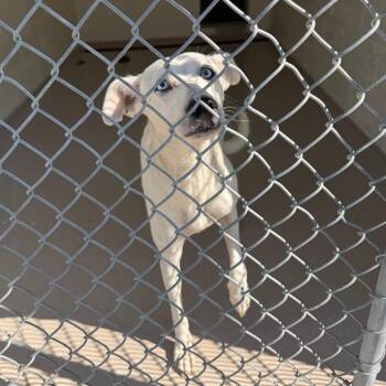 S64086 -  Husky and Mixed Breed Dog for Adoption in Newark, New Jersey - S64086 | PetCurious