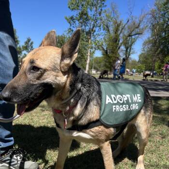 OT Lyra -  German Shepherd Dog Dog for Adoption in Denver, Colorado - OT Lyra | PetCurious