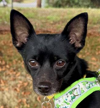 Rescue Chihuahua Dogs for Adoption in Covington, Washington - Harley | PetCurious