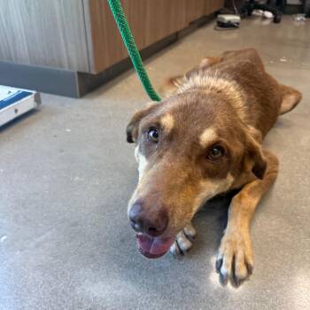 Churro -  Shepherd and Mixed Breed Dog for Adoption in Sand Springs, Oklahoma - Churro | PetCurious