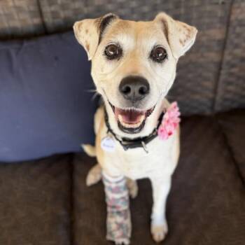 Beagle Dogs Available for Adoption - Roxie | PetCurious