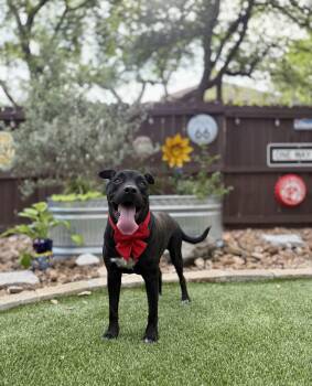Black Labrador Retriever Dogs Available for Adoption in Mico, Texas - Onyx  | PetCurious