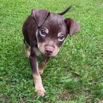Flan -  Chihuahua Dog for Adoption in Baldwin, Maryland - Flan | PetCurious