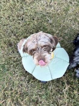 Rescue Terrier and Mixed Breed Dogs for Adoption in Fort Worth, Texas - Canela | PetCurious