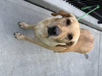 Labrador Retriever Dogs Available for Adoption in Milford, Connecticut - Ana | PetCurious