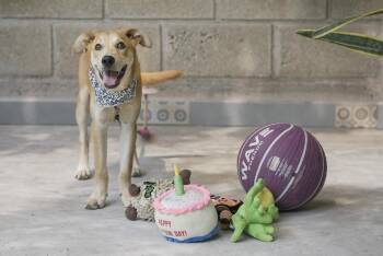 Dingo -  Yellow Labrador Retriever Dog for Adoption in Calgary, Alberta - Dingo | PetCurious