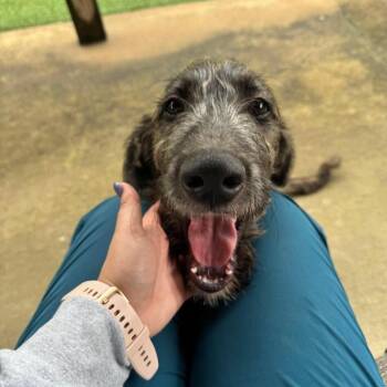 Gus -  Mixed Breed Dog for Adoption in Rockville, Maryland - Gus | PetCurious