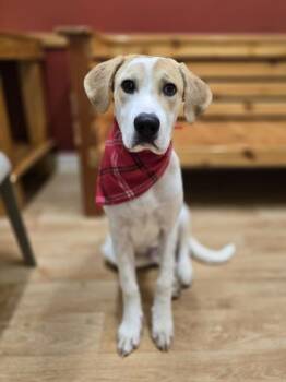 Rescue Mixed Breed Dogs for Adoption in Woodstock, Illinois - Pinto | PetCurious
