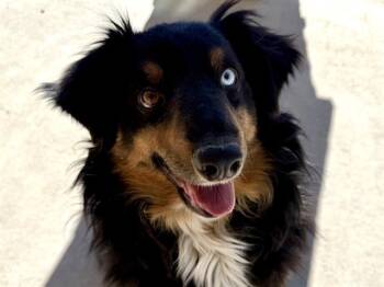 Australian Shepherd Dogs Available for Adoption - DALE | PetCurious