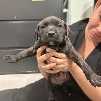 Labrador Retriever and Pit Bull Terrier Dogs Available for Adoption in Waldorf, Maryland - Ella | PetCurious