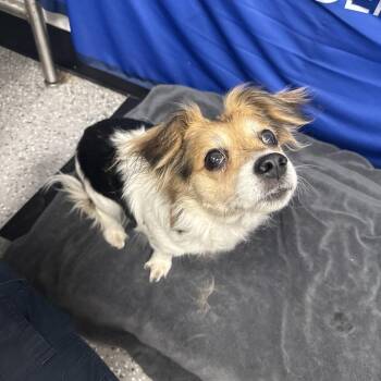 Lemon -  Papillon and Mixed Breed Dog for Adoption in Salt Lake City, Utah - Lemon | PetCurious