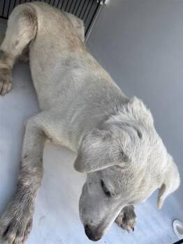 A661860 -  Labrador Retriever Dog for Adoption in Houston, Texas - A661860 | PetCurious