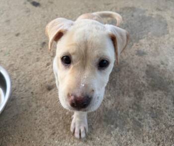 Nora - Precious Amora -  Labrador Retriever and Carolina Dog Dog for Adoption in Carolina, Carolina - Nora - Precious Amora | PetCurious