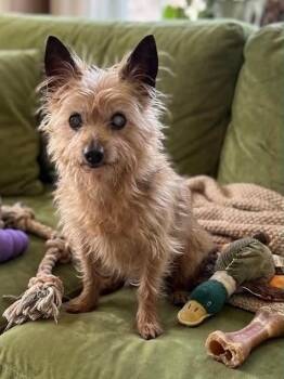 Mindy -  Yorkshire Terrier Dog for Adoption in St. Augustine, Florida - Mindy | PetCurious