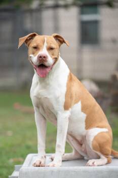 American Staffordshire Terrier Dogs Available for Adoption - Lina | PetCurious