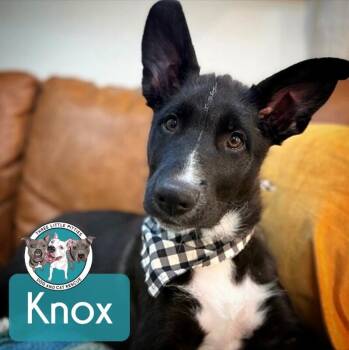 Border Collie and German Shepherd Dog Dogs Available for Adoption in Friendswood, Texas - Knox Baby Smartypants | PetCurious