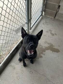 Aldo -  Pit Bull Terrier and Mixed Breed Dog for Adoption in West Memphis, Arkansas - Aldo | PetCurious