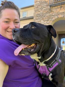 Rescue Pit Bull Terrier Dogs for Adoption in Roseville, California - Forest | PetCurious