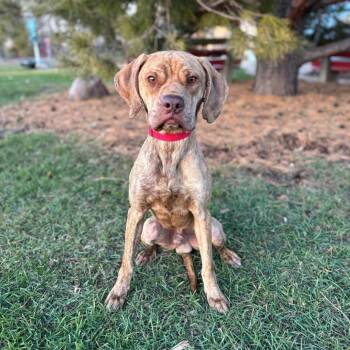 Rescue Boxer and Mixed Breed Dogs for Adoption in Fargo, North Dakota - Cortez | PetCurious