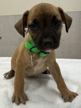 Terrier and Mixed Breed Dogs Available for Adoption in Honolulu, Hawaii - Sheldon | PetCurious