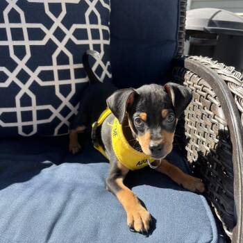Rambo -  Mixed Breed Dog for Adoption in Wappingers Falls, New York - Rambo | PetCurious