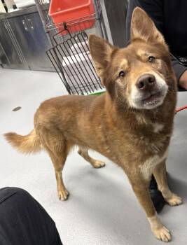 Siberian Husky Dogs Available for Adoption in Lawrenceville, Georgia - Pen 149 | PetCurious