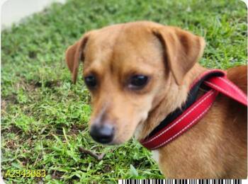 BOLOGNA -  Mixed Breed Dog for Adoption in West Palm Beach, Florida - BOLOGNA | PetCurious