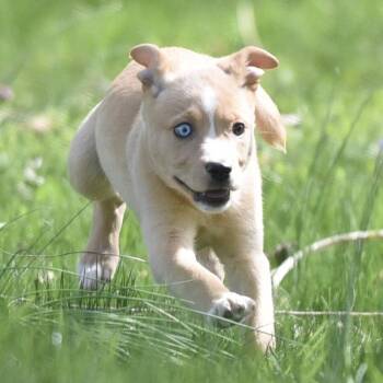 Labrador Retriever and Australian Shepherd Dogs Available for Adoption in Mechanicsburg, Pennsylvania - Cecilia | PetCurious