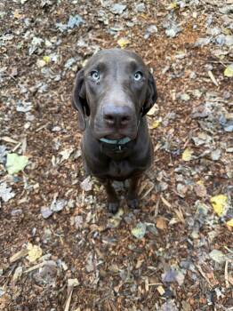 Rascal -  Labrador Retriever and Mastiff Dog for Adoption in Bothell, Washington - Rascal | PetCurious
