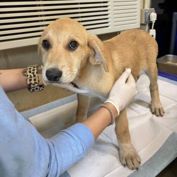 Riley -  Anatolian Shepherd and Mixed Breed Dog for Adoption in Columbus, North Carolina - Riley | PetCurious