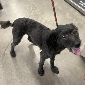 Bronx -  Maltese and Mixed Breed Dog for Adoption in Tampa, Florida - Bronx | PetCurious