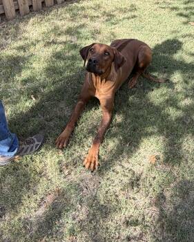 Axel -  Rhodesian Ridgeback Dog for Adoption in Paradise, Texas - Axel | PetCurious