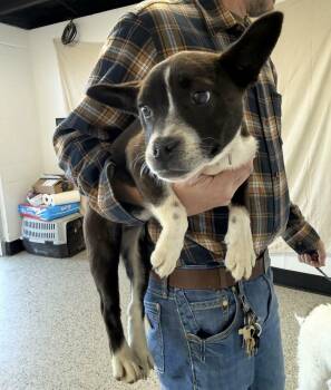 French Bulldog and Australian Shepherd Dogs Available for Adoption - Esme | PetCurious