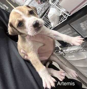 Staffordshire Bull Terrier and Labrador Retriever Dogs Available for Adoption - Artemis | PetCurious
